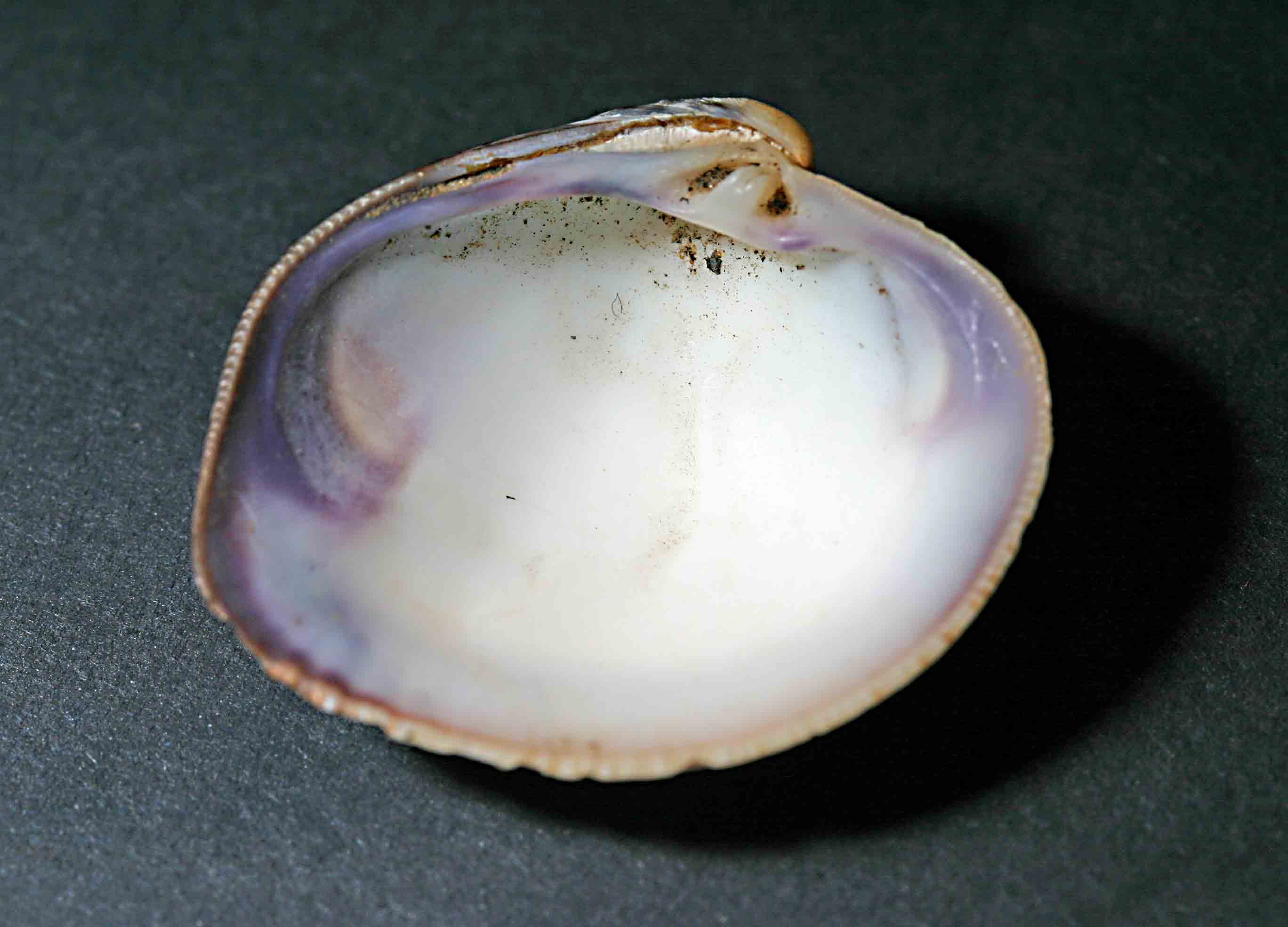 Bivalve forse of-topic